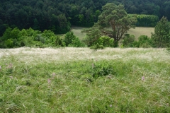 Bild1_Federgras