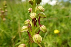 Bild12_Puppenorchis